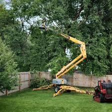 How Our Tree Care Process Works  in  Lady Lake, FL