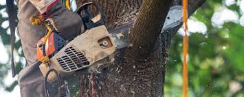 Best Emergency Tree Removal  in Lady Lake, FL