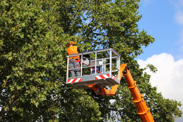 Best Hedge Trimming  in Lady Lake, FL