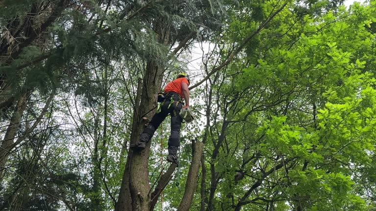 Best Seasonal Cleanup (Spring/Fall)  in Lady Lake, FL