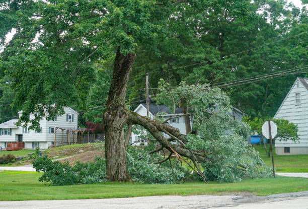  Lady Lake, FL Tree Removal Pros